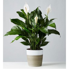 Calming Peace Lily Floor Plant