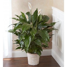 Peace Lily Plant