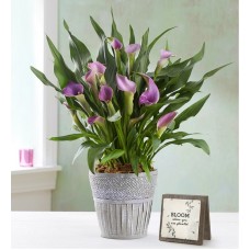 Elegant Calla Lily