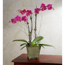 Alluring Magenta Orchid Garden